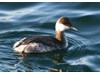 Photo of Horned Grebe - Podiceps auritus